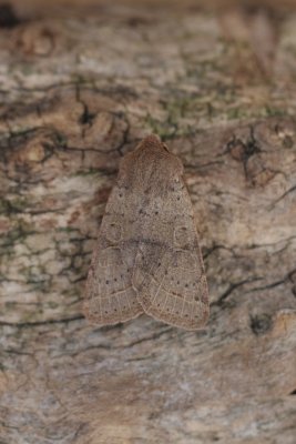 Orthosia incerta - Variabele voorjaarsuil
