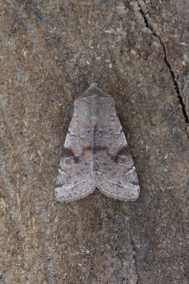 Orthosia incerta - Variabele voorjaarsuil