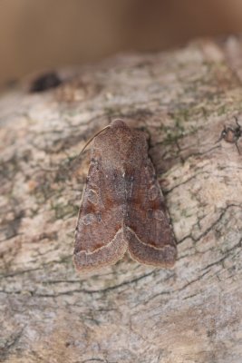 Orthosia incerta - Variabele voorjaarsuil