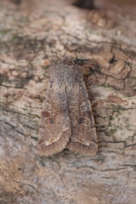Orthosia incerta - Variabele voorjaarsuil