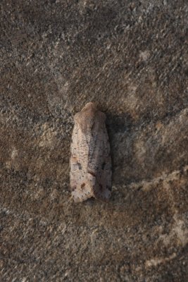 Orthosia incerta - Variabele voorjaarsuil