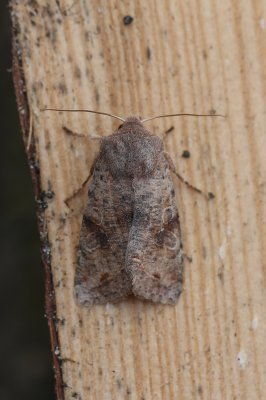 Orthosia incerta - Variabele voorjaarsuil