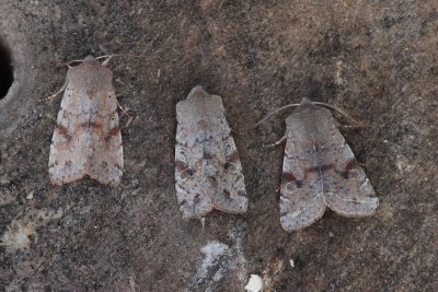 Orthosia incerta - Variabele voorjaarsuil