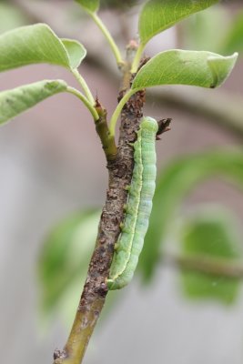 Orthosia incerta - Variabele voorjaarsuil