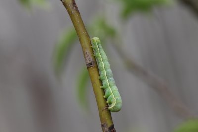 Orthosia incerta - Variabele voorjaarsuil