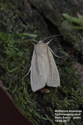 Mythimna straminea - Spitvleugelgrasuil