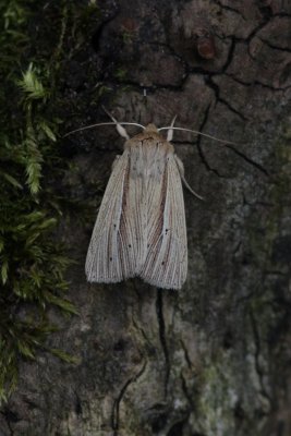Mythimna impura - Stompvleugelgrasuil