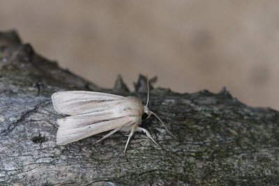 Mythimna impura - Stompvleugelgrasuil