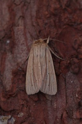 Mythimna pallens - Bleke grasuil