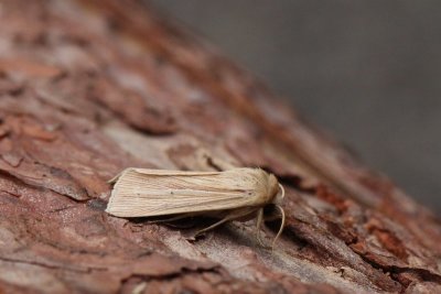 Mythimna pallens - Bleke grasuil