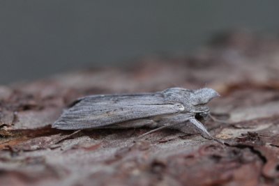 Cucullia umbratica - Grauwe monnink