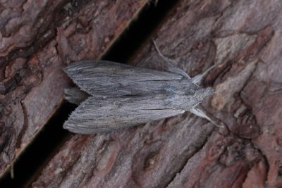 Cucullia umbratica - Grauwe monnink
