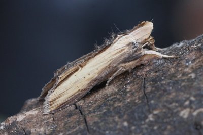 Cucullia  scrophulariae - Helmkruidvlinder