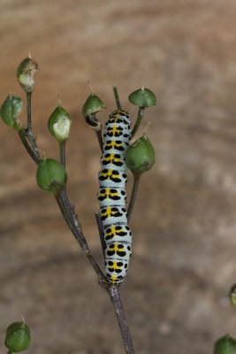 Cucullia  scrophulariae - Helmkruidvlinder