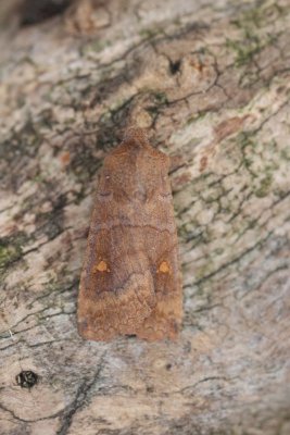 Eupsilia transversa - Wachtervlinder