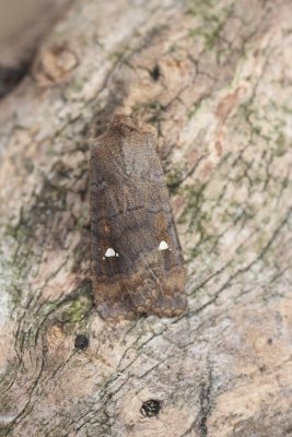 Eupsilia transversa - Wachtervlinder
