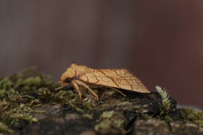Tiliacea citrago - Lindegouduil