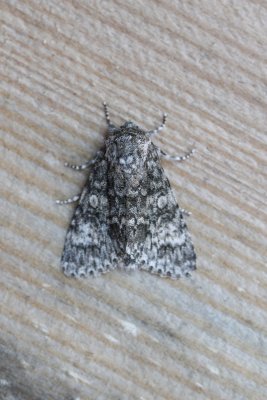 Acronicta megacephala - Schilddrager