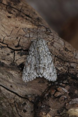 Acronicta_aceris_Bont_schaapje.JPG