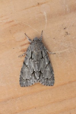 Acronicta psi - Psi-uil