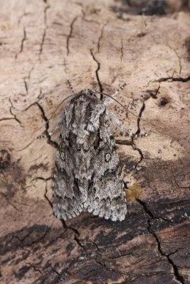 Acronicta menyanthidis - Veenheide-uil