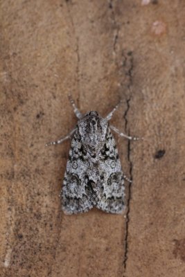 Acronicta auricoma - Goudhaaruil