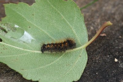 Acronicta auricoma - Goudhaaruil