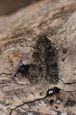 Acronicta rumicis , Zuiringuil