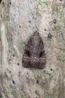 Amphipyra pyramidea - Piramidevlinder