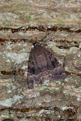 Amphipyra pyramidea - Piramidevlinder