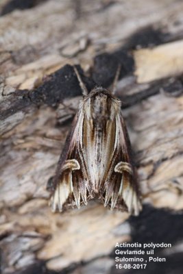 Actinotia polyodon - Gevlamde uil
