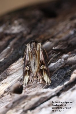 Actinotia polyodon - Gevlamde uil