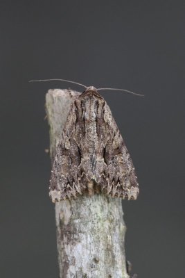 Apamea monoglypha - Graswortelvlinder
