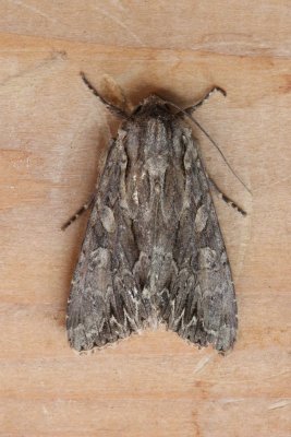Apamea monoglypha - Graswortelvlinder