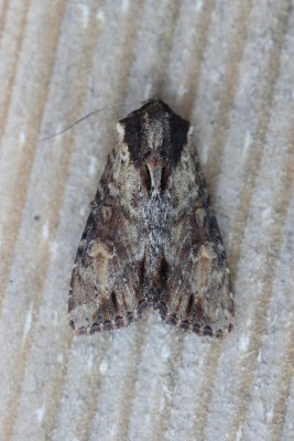 Apamea crenata - Variable grasuil