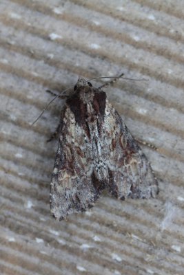 Apamea crenata - Variable grasuil