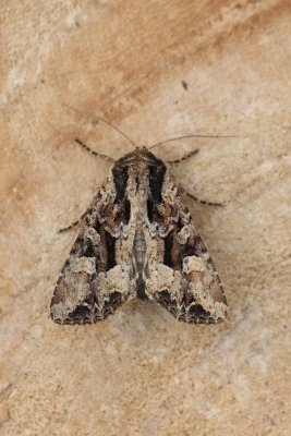Apamea remissa - Grauwe grasuil