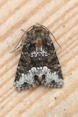 Oligia strigilis - Gelodb halmuiltje