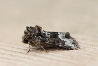 Oligia strigilis - Gelodb halmuiltje