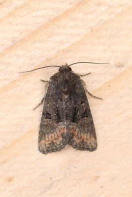 Oligia strigilis - Gelodb halmuiltje
