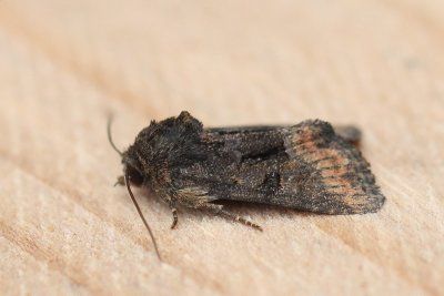 Oligia strigilis - Gelodb halmuiltje
