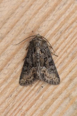 Oligia strigilis - Gelodb halmuiltje