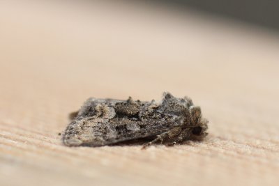 Oligia strigilis - Gelodb halmuiltje