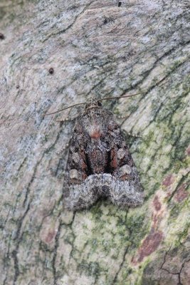 Oligia versicolor - Bont halmuiltje