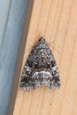 Oligia versicolor - Bont halmuiltje