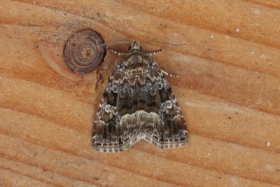 Oligia versicolor - Bont halmuiltje