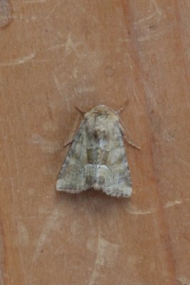 Oligia fasciuncula - Oranjegeel halmuiltje