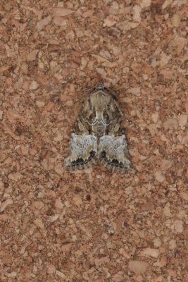 Mesoligia furuncula - Zandhalmuiltje
