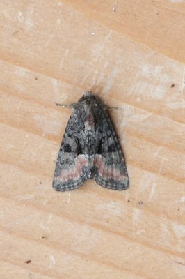 Mesoligia furuncula - Zandhalmuiltje