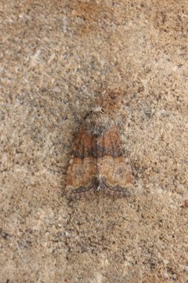 Mesoligia furuncula - Zandhalmuiltje